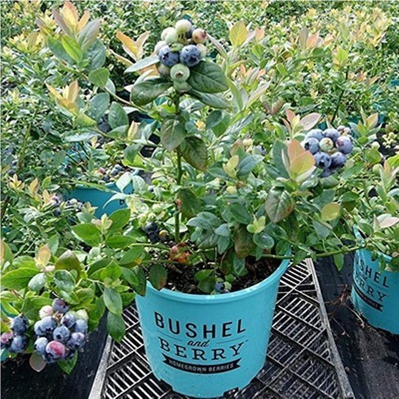 四季蓝莓树果苗带果兔眼盆栽地栽阳台庭院南方种植当年结果蓝莓苗