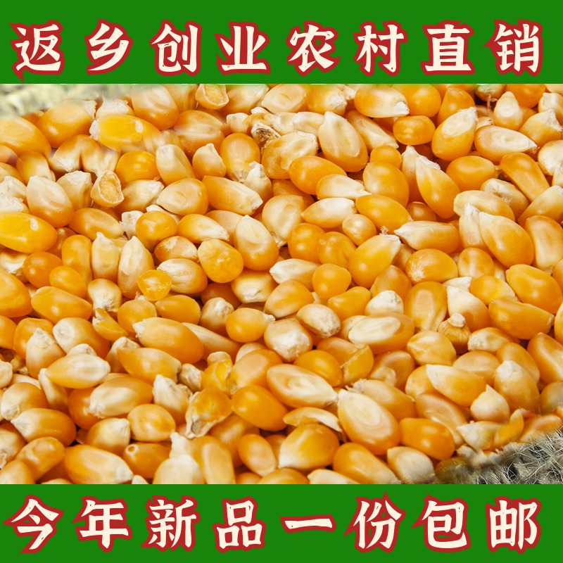 大粒黄玉米干粒新货 5斤农家笨玉米种子煲粥钓鱼饵鱼食打窝泡玉米