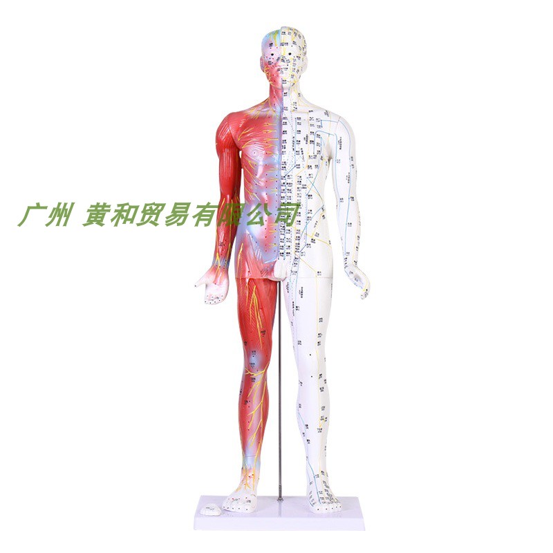 速发85CM人体针灸模型半肌肉骨骼内脏解剖模型中医经络穴位模型超