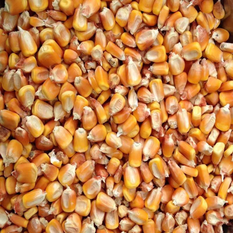 新玉米粒东北大玉米粒干玉米喂鸡鸭鹅动物饲料原料包谷10斤包邮