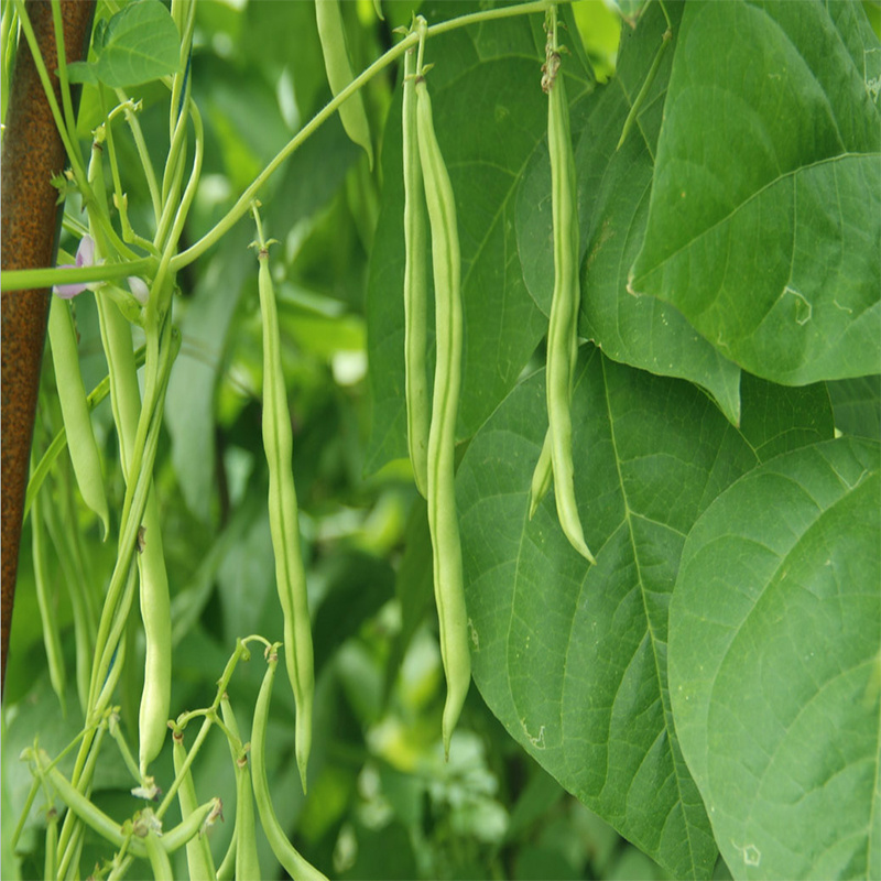 农科院中蔬丰旺架豆种子高产四季豆种籽农家菜籽大棚芸豆蔬菜种孑