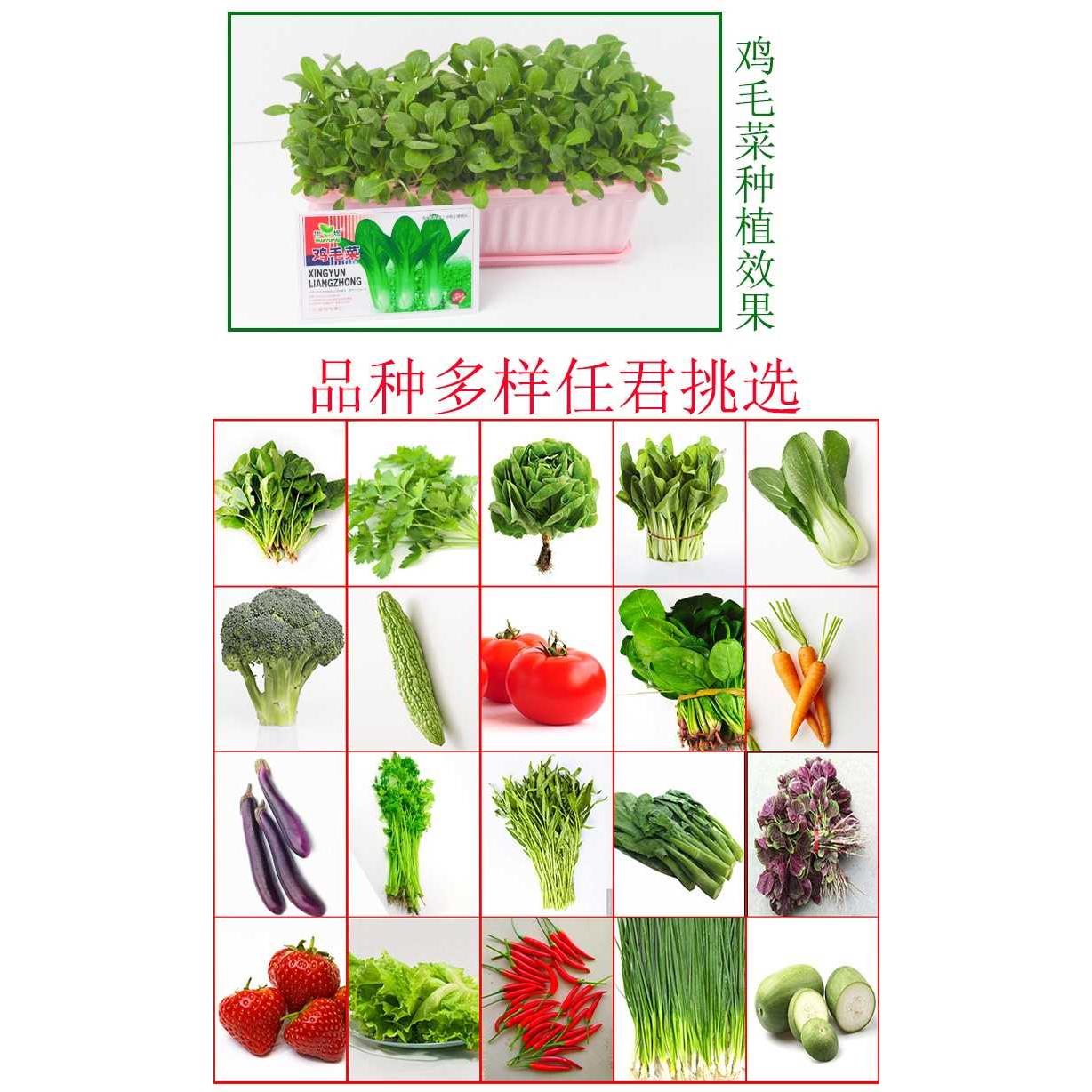 萝卜秋季白菜蔬菜种籽上海青全四季蔬菜种子阳台盆栽农家小院种植