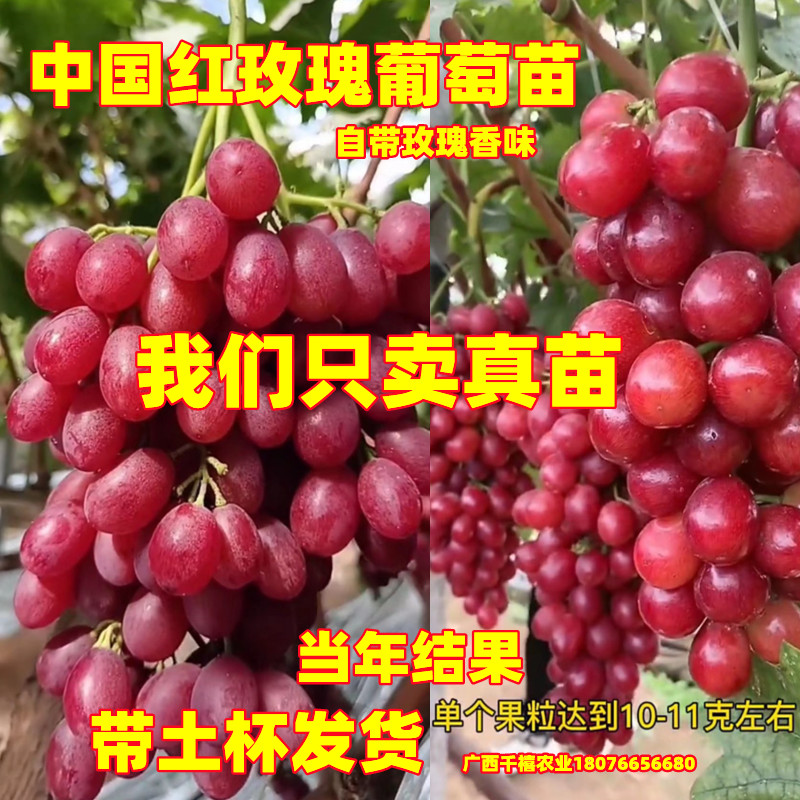 中国红玫瑰葡萄树苗香甜多汁当年结果爬藤果树南北方庭院种植盆栽