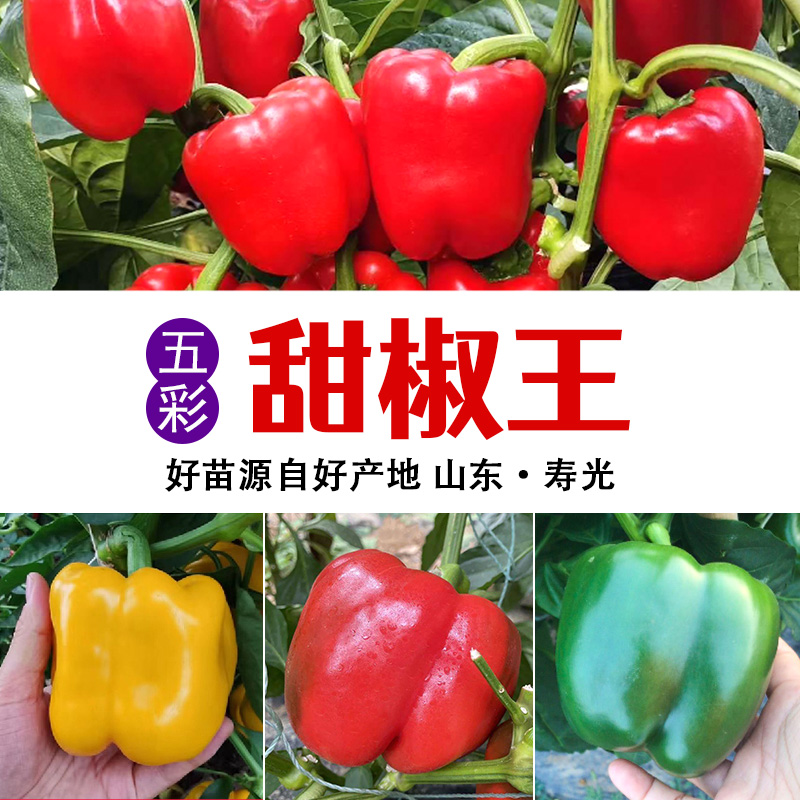 高产甜椒种了籽苗子非转基因圆椒青椒太空椒阳台盆栽四季蔬菜种子