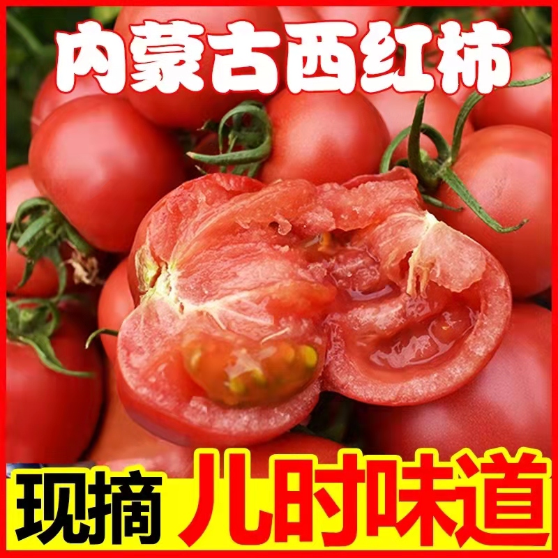 内蒙古中国大陆新鲜水果番茄农家自种特产洋柿子自然熟现摘包邮