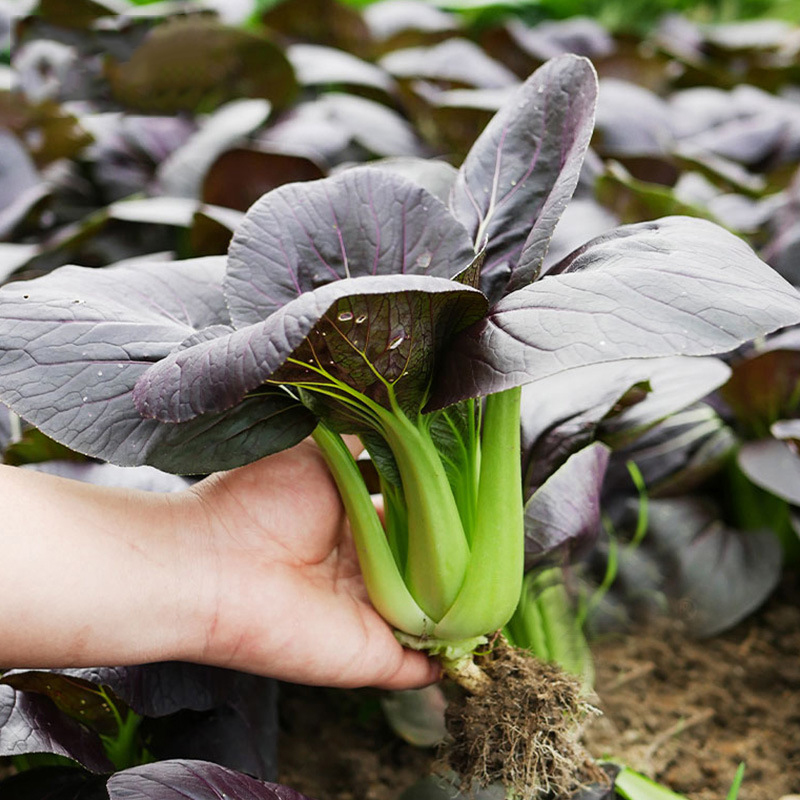 紫妃上海青种子上海精品苏州青四季种植高产蔬菜小青菜小白菜种籽