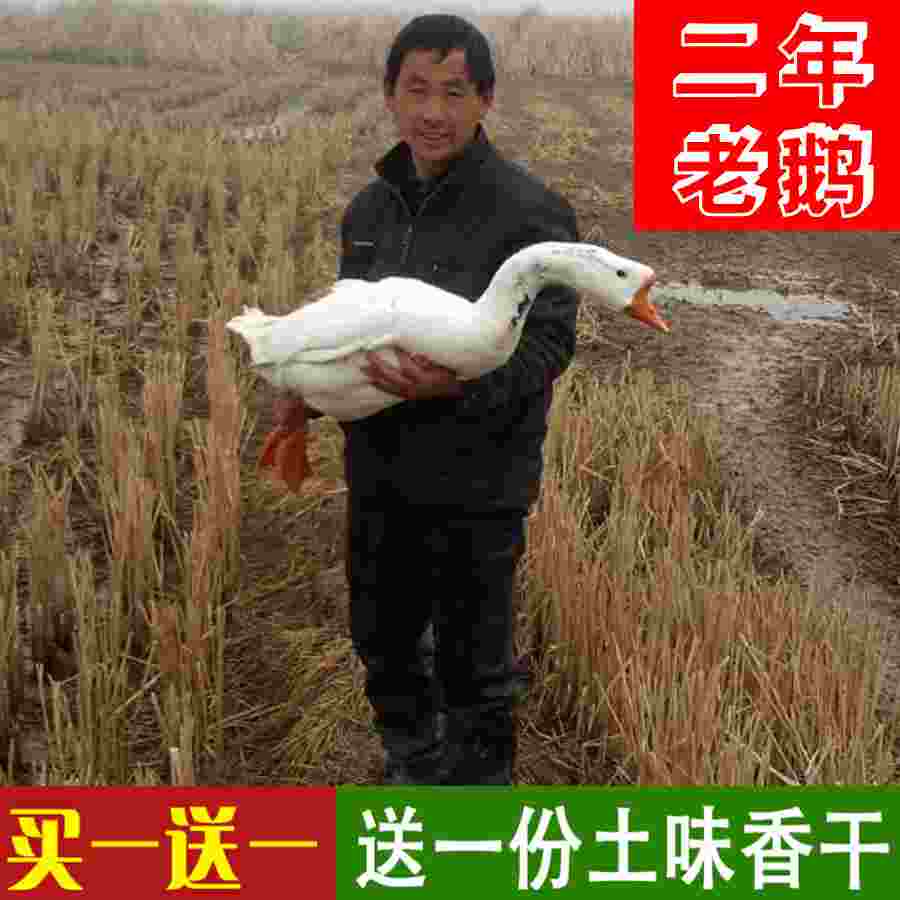2年 老鹅农家散养 老鹅整只新鲜 扬州东北老鹅速冷冻新鲜农家老鹅