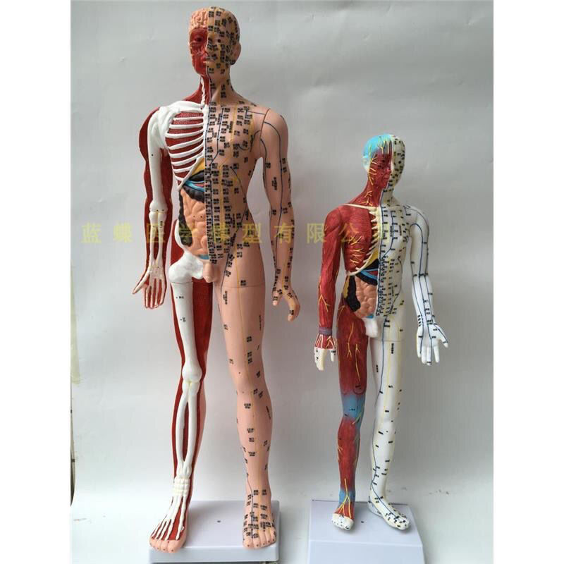 。超清85cm针灸穴位经络人体模型模特初学者超清晰中医教学针灸模