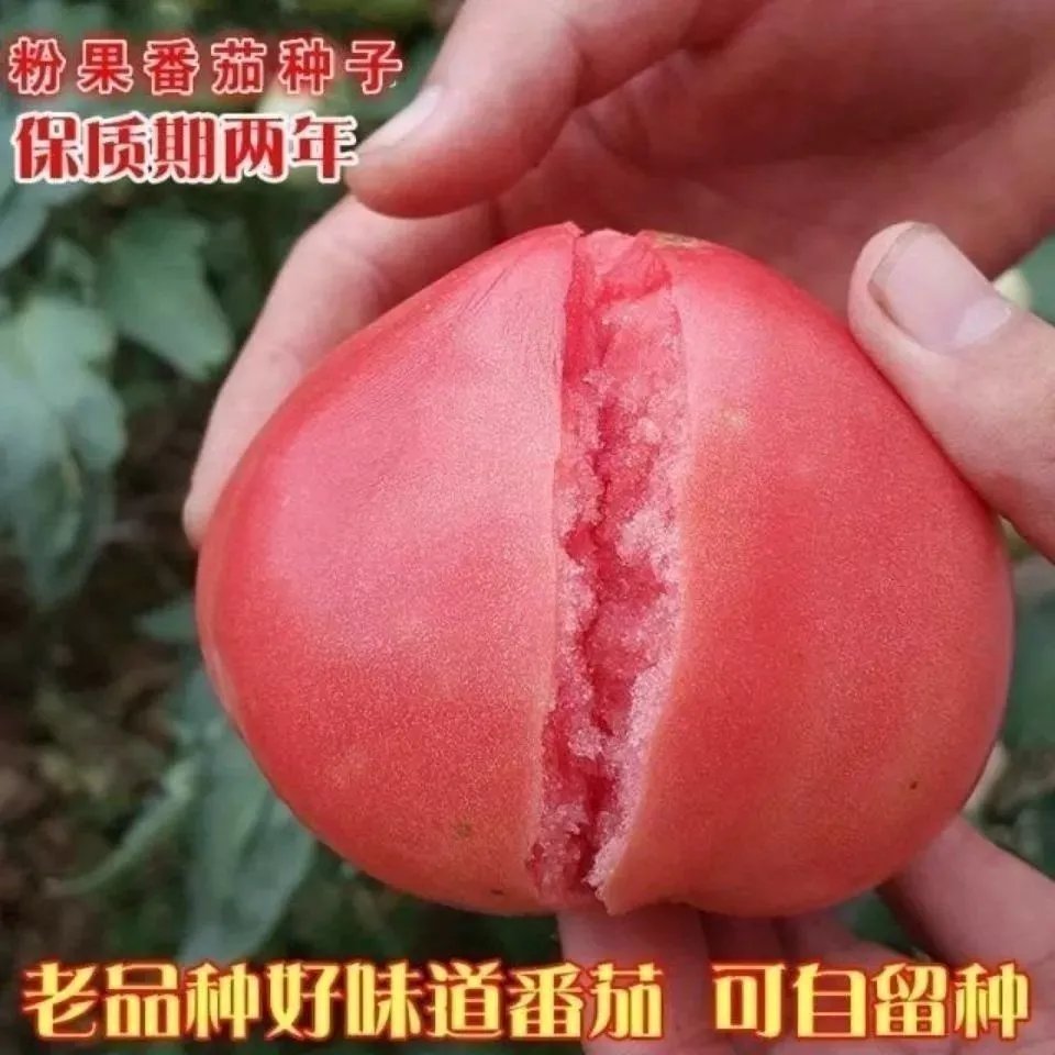 老品种【西红柿种子】高产非转基因大番茄蔬菜水果室内盆栽番茄籽
