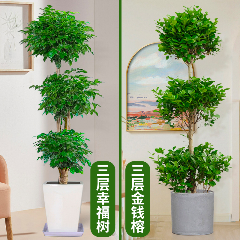 招财送礼办公室室内宝绿幸福树开业北京大型植物绿植客厅大号