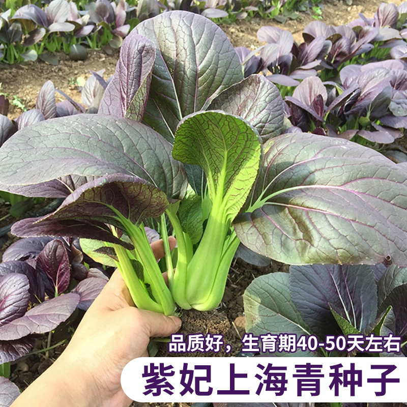紫妃上海青种子苏州青上海精品小白菜种籽四季种植农家蔬菜小青菜