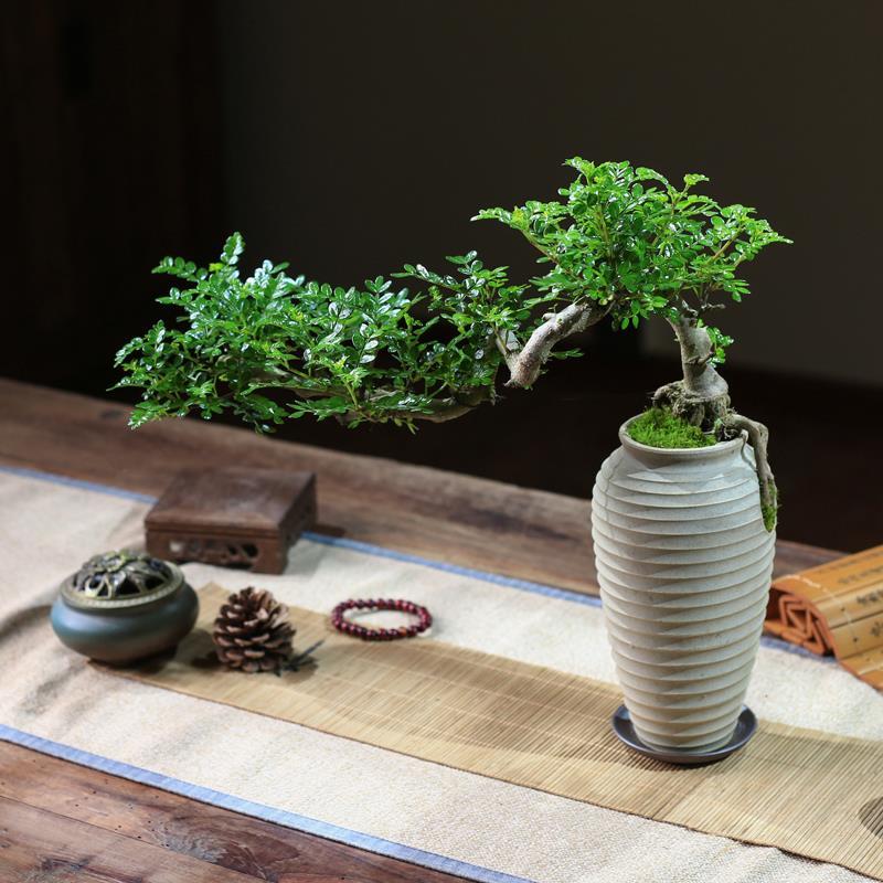 清香胡椒木创意素雅中国风中式盆景室内驱蚊提神茶室常青造型植物