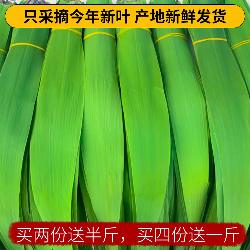 2024年新鲜野生芦苇叶 现采现发端午包粽子粽叶一份1.5斤约200片