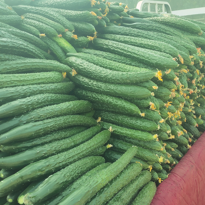 山东农家黄瓜新鲜5斤自种蔬菜青瓜带刺黄瓜非水果黄瓜现摘现发