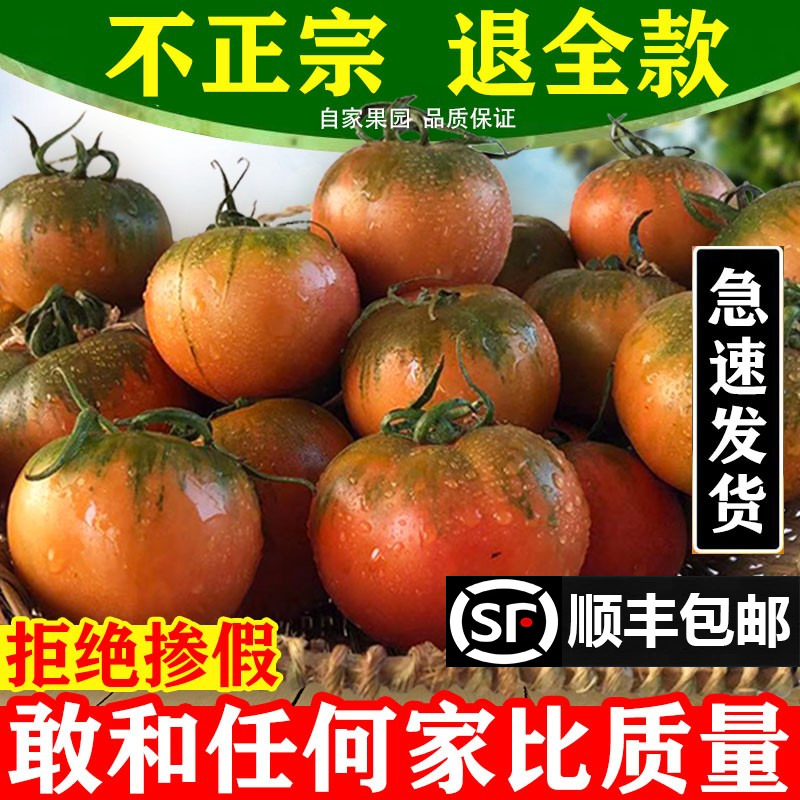 正宗铁皮草莓柿子5斤现摘碱地新鲜自然熟绿腚番茄水果农家西红柿1