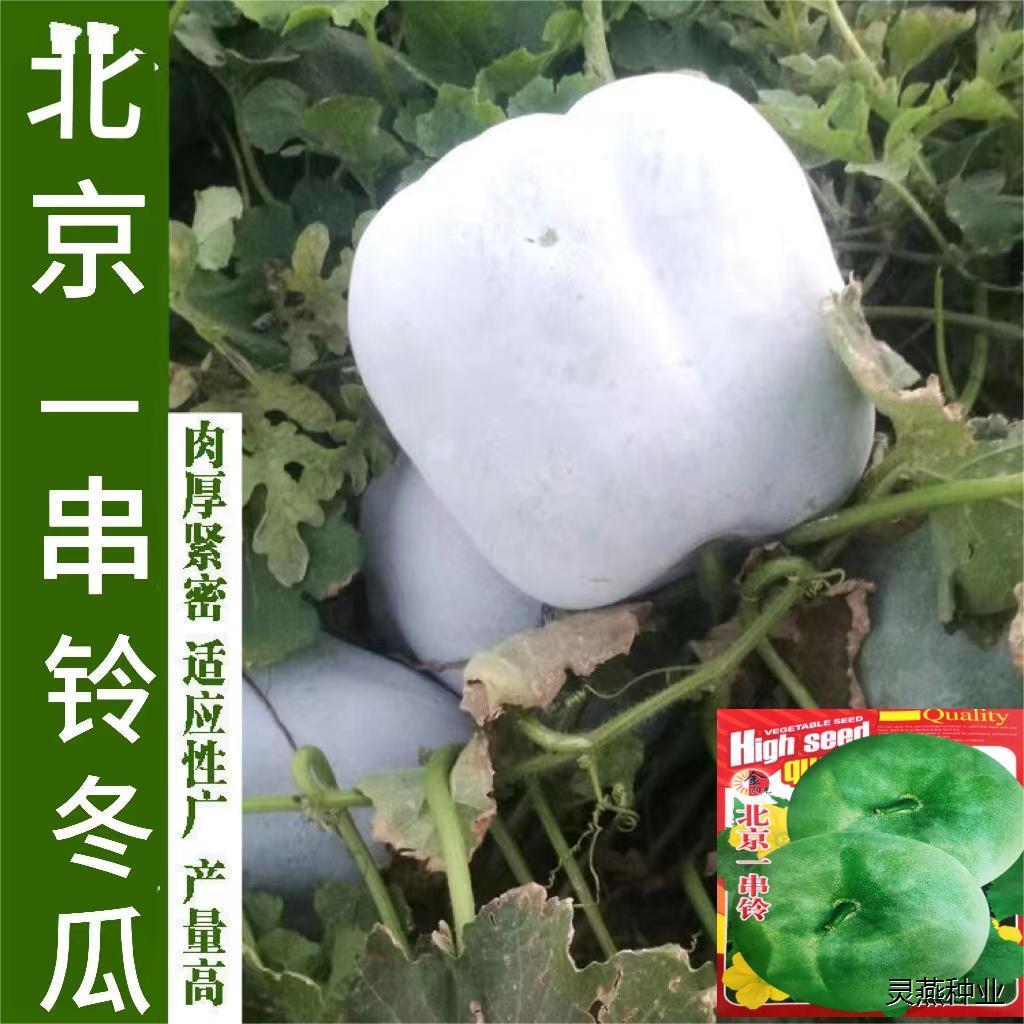 北京一串铃冬瓜种子迷你冬瓜种籽北京串铃冬瓜早熟高产四季蔬菜