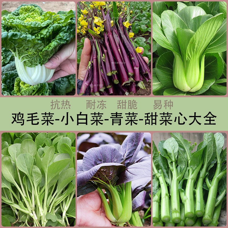 上海青油菜种子小白菜鸡毛菜阳台盆栽菜园春秋四季易播蔬菜种孑籽