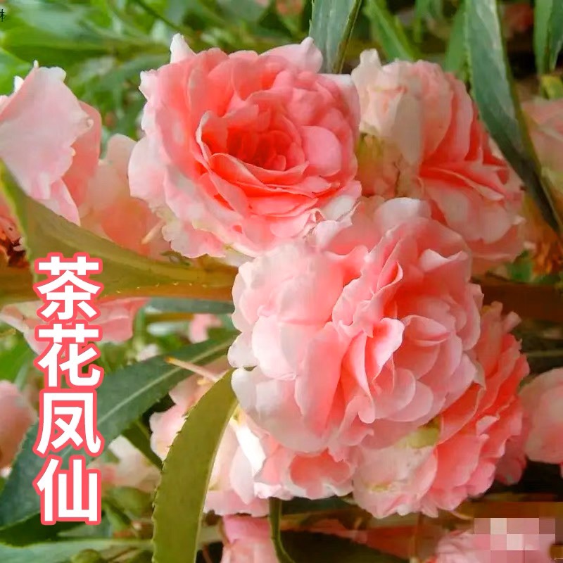 茶花凤仙种子 四季播花种子 中国凤仙花种子 指甲花籽 阳台庭院种