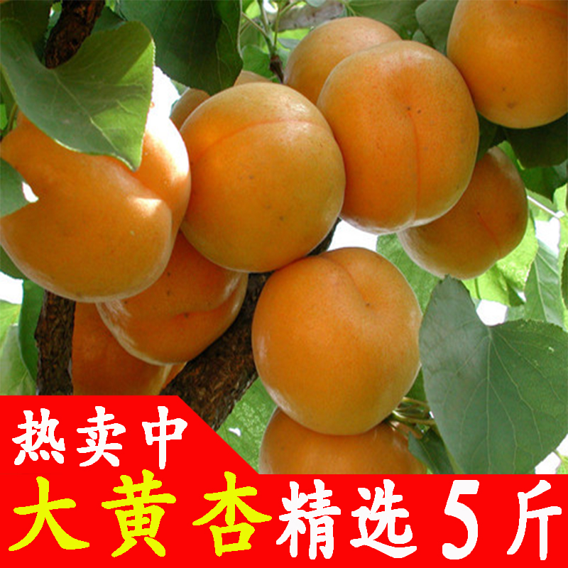杏子新鲜水果现摘大黄杏5斤应当季整箱酸甜孕妇时令水果批发包邮