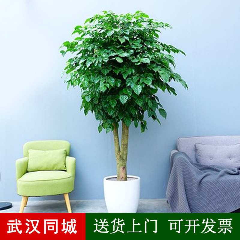 绿宝幸福树武汉室内大型盆栽好养花卉办公室客厅室内植物吸甲醛