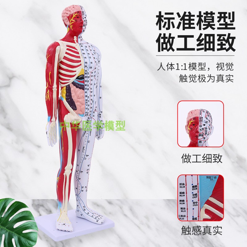 新品60 85cm半皮半肌肉骨骼内脏教学模型 中医针灸人体经络穴位模