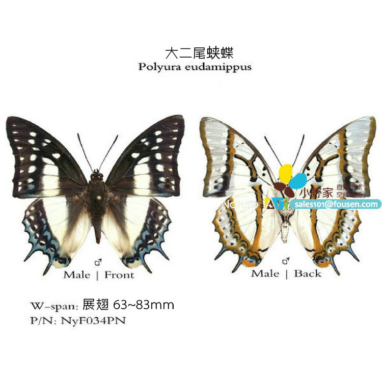 大二尾蛱蝶Polyura eudamippus 展翅63~83mm 小型S 中国品种