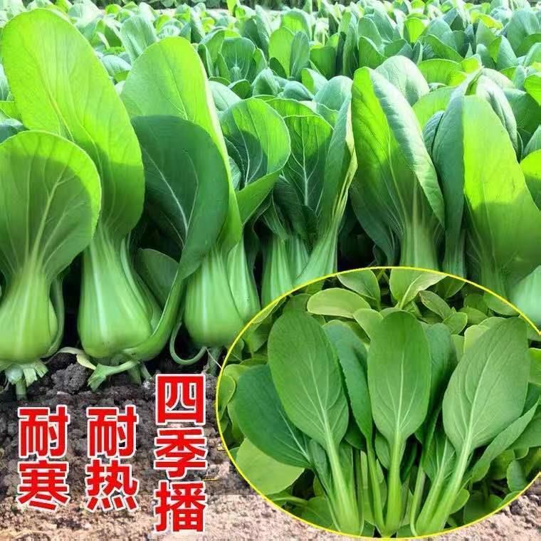 青菜上海四季青种子小苏州矮脚青梗菜籽阳台菜园阳台盆栽蔬菜种子