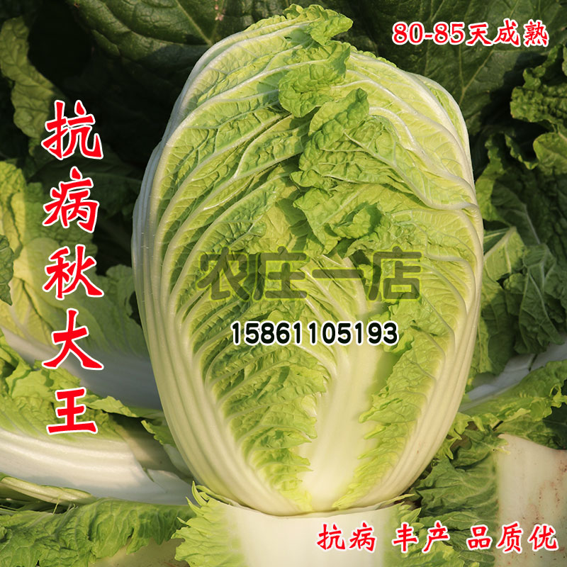 大白菜种子黄心菜种籽抗病高产山东白菜种孑冬季四季秋季蔬菜种籽