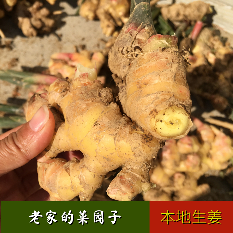 湖南农家本地生姜食用小黄姜自种新鲜土姜2021新货月子姜老品种