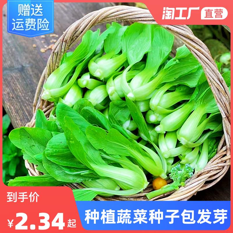 鸡毛菜种子种籽小白菜青菜油菜上海青蔬菜菜籽菜种孑大全籽种罗卜