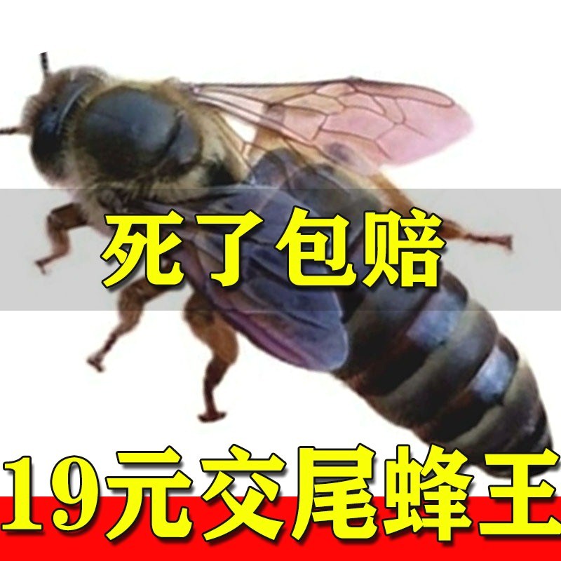 中蜂蜂王种王纯种高产优质土蜂交尾新开产卵王阿坝广西处女王蜜蜂