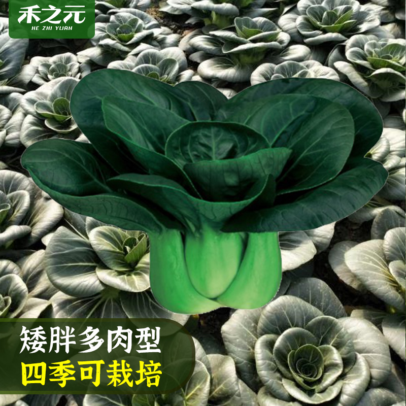黑叶苏州青油菜种子大全小白黑油上海青蔬菜籽四季秋冬季种孑农家