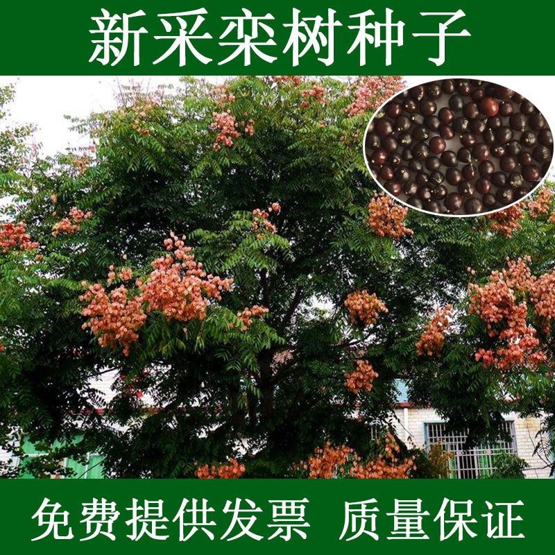 新采黄山栾树种子 南栾灯笼树种子 北京栾树种子林木树种子