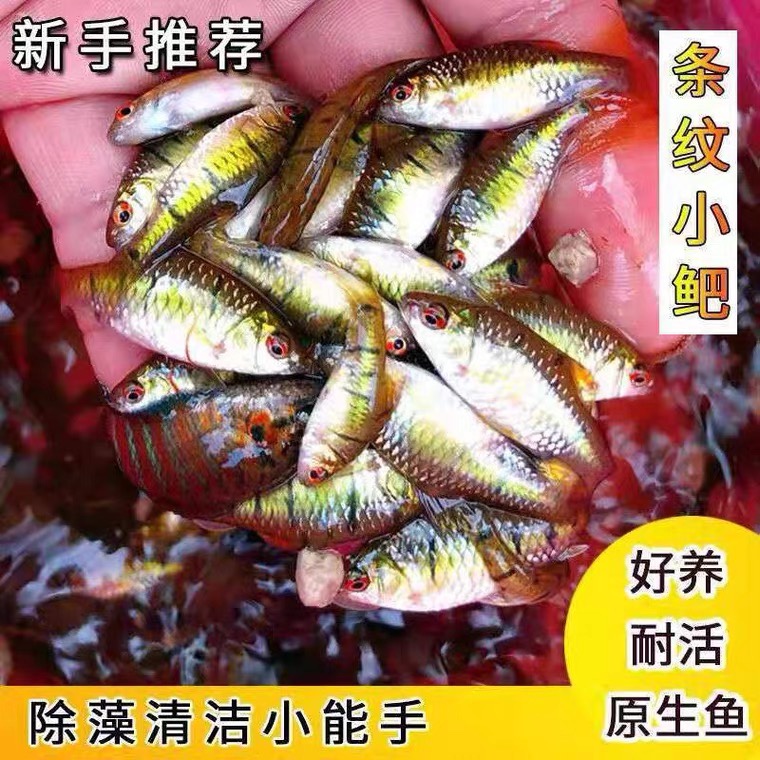 条纹小鲃鱼红眼淡水鱼观赏鱼冷水鱼黄金二须鲃中国普叉伴侣小溪鱼