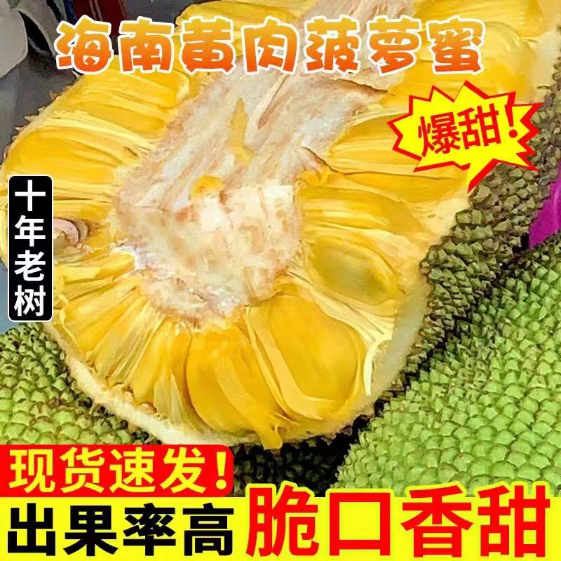 海南当季菠萝蜜新鲜水果黄肉波罗菠萝蜜一整个水果20/30斤整箱黄