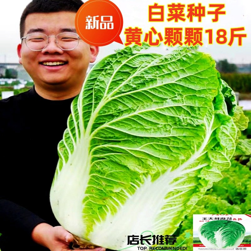 大白菜种子白菜籽蔬菜山东白菜种孑播蔬菜种子大全种植开花疏菜