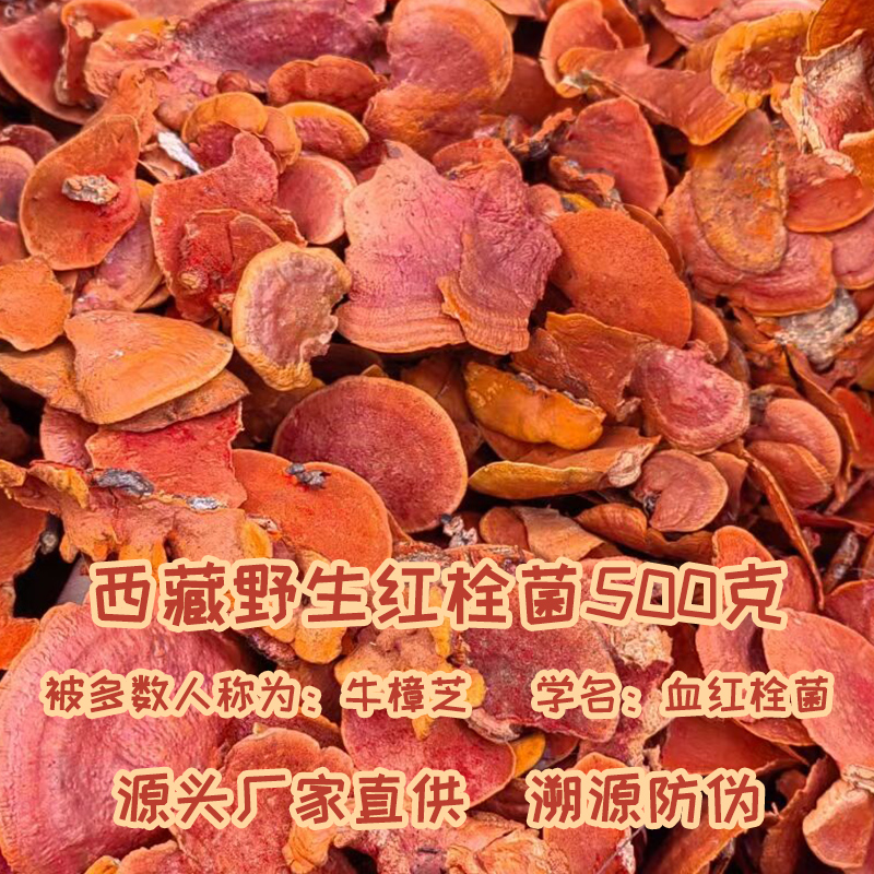 西藏野生红栓菌灵芝朱砂菌红云芝牛樟芝500克新鲜干货