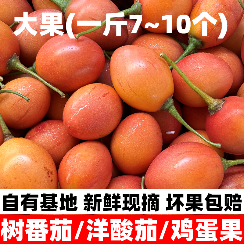 云南大树番茄树酸茄洋酸茄新鲜鸡蛋果番茄缅茄特色蘸水1-5斤装