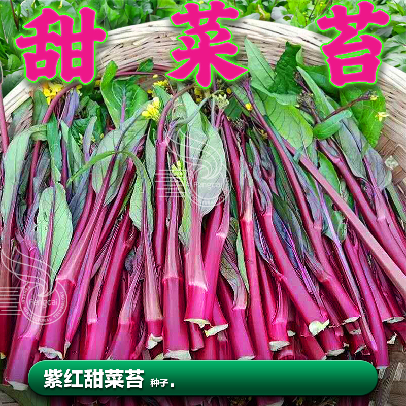 紫红油菜苔种子广东甜菜心红菜薹秋季种植的四季蔬菜籽种籽孑大全