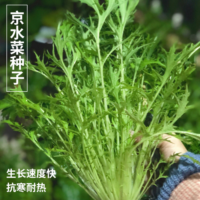 京水菜种子水晶菜种籽北京特菜春播 保健野菜种子四季种周期短青