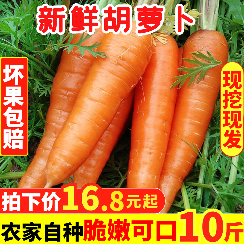 新鲜胡萝卜净重10斤红萝卜农家新鲜水果蔬菜原生态不水洗现挖带土