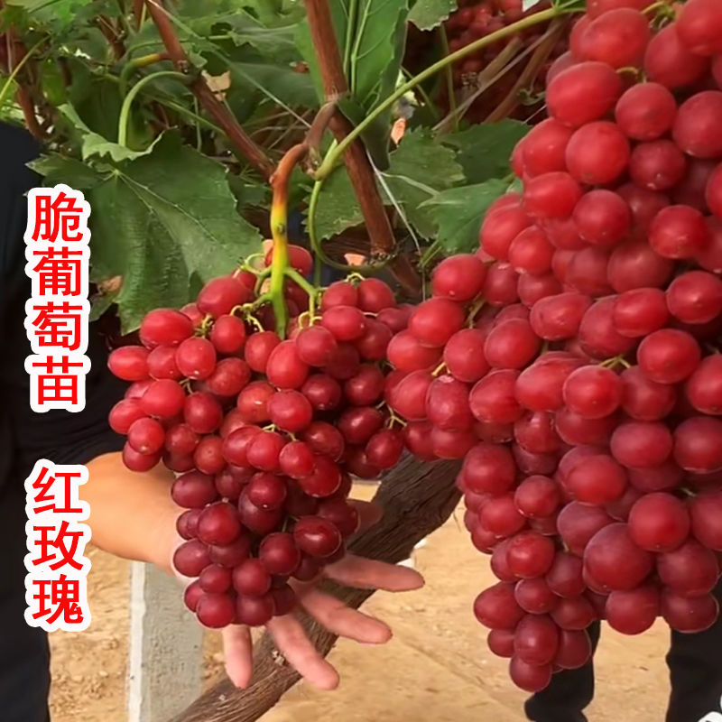 新品种脆葡萄苗中国红玫瑰葡萄树苗特大地栽盆栽南北方种植果树苗