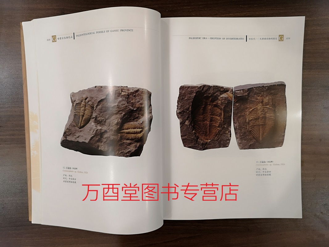 甘肃古生物化石（甘肃省博物馆基本陈列丛书之二）另荐 甘肃丝绸之路文明 甘肃彩陶