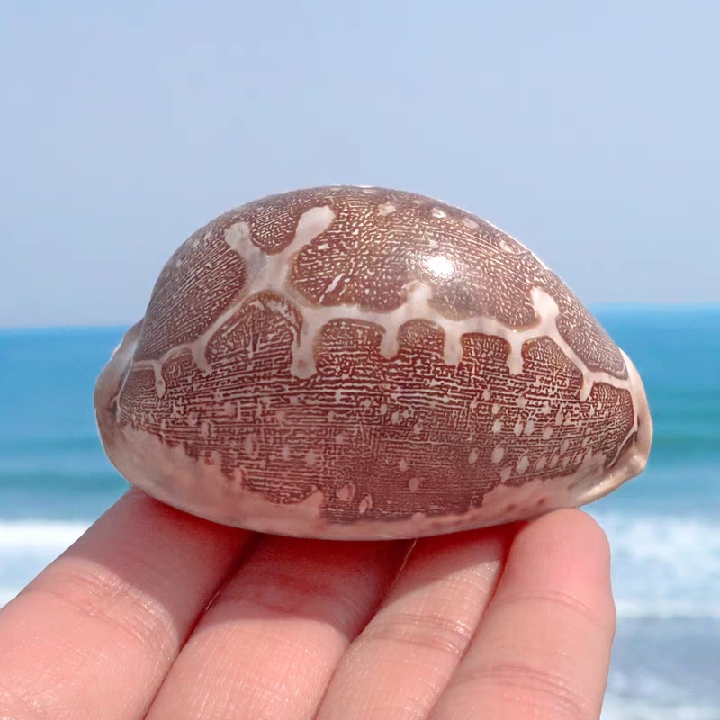 地图宝螺天然海螺稀有标本精品收藏鱼缸造景家居摆件装饰创意礼物
