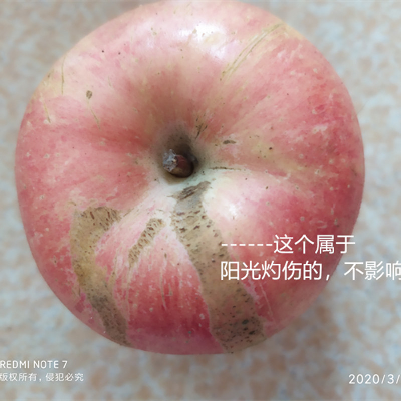 山东威海红富士苹果残次果次品果子净重9斤大小新鲜水果现摘现发
