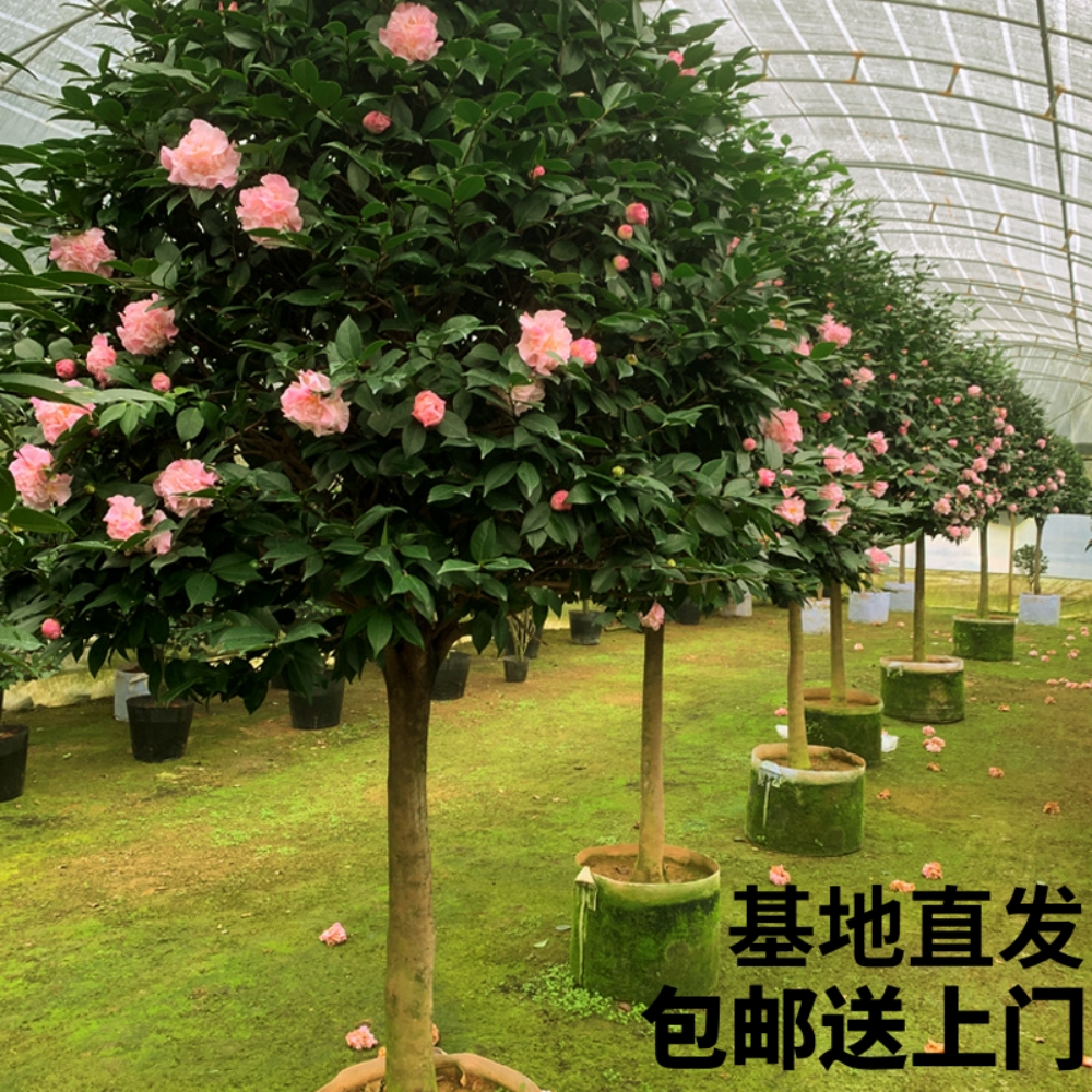 花卉大棵巨型烈香妃粉色山茶花树苗盆栽大型带花苞龙岩福建浓香型