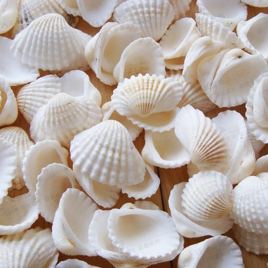 【螺贝艺】天然白色贝壳材料地中海家居装饰墙贴DIY地台打孔海螺