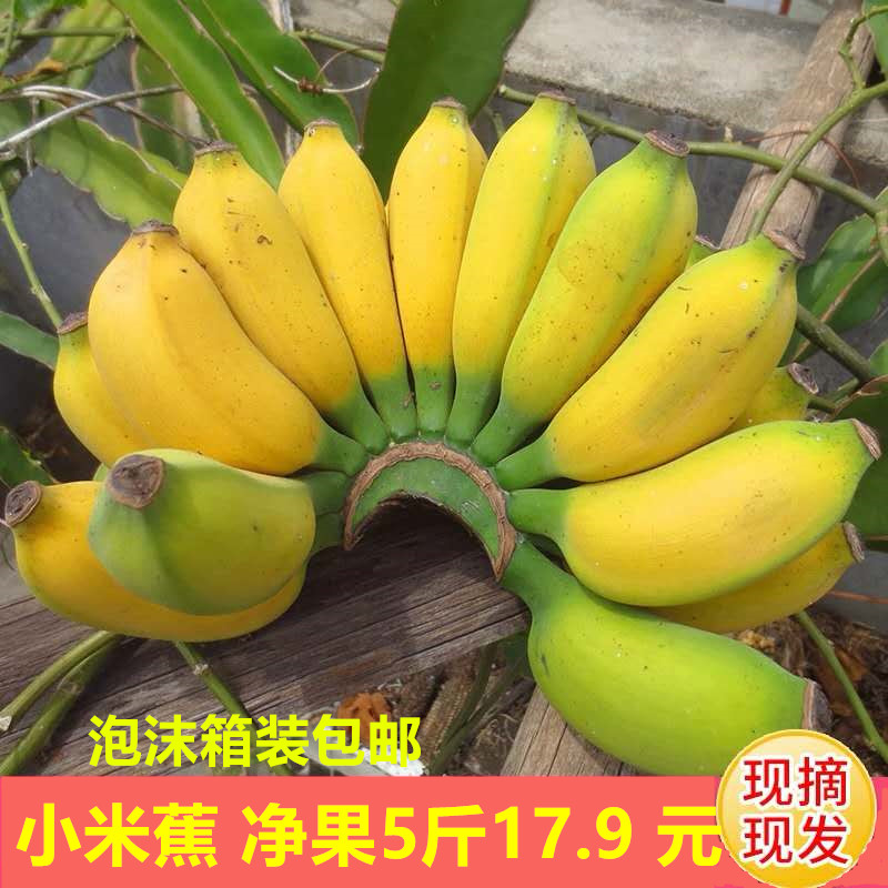 广西小米蕉新鲜水果应当季香蕉非西贡蕉苹果粉蕉芭蕉整箱10斤包邮