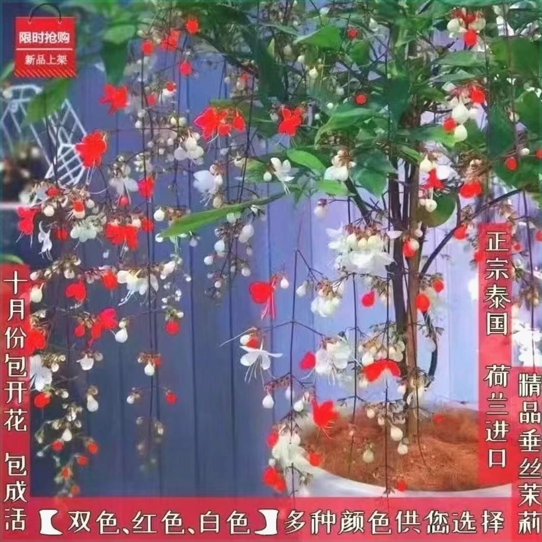 【30天开花】珍稀品种垂丝茉莉花卉室内绿植物盆栽四季开花红花苗