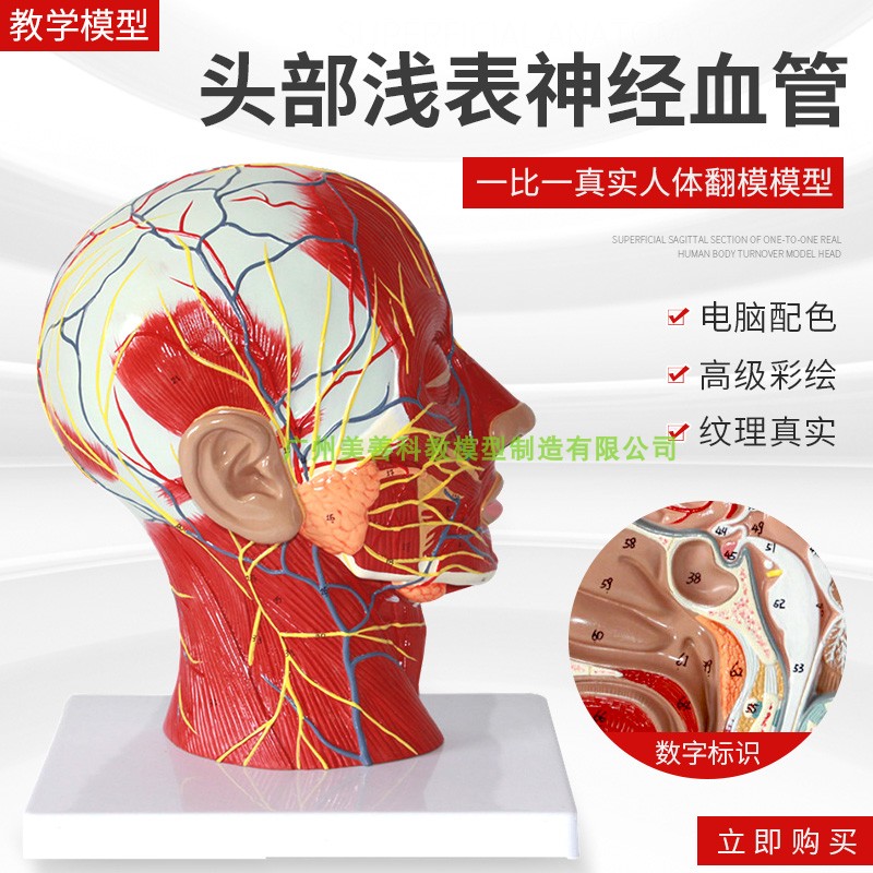 头部正中矢状切面l附血管神经模型人体头部浅表神经血管分布模型